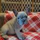 French Bulldog Puppies for sale in Windham, NH 03087, USA. price: $2,800