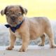 French Bulldog Puppies for sale in Southfield, MI, USA. price: $900