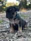 French Bulldog Puppies for sale in Moorpark, CA 93021, USA. price: $1,500