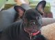 French Bulldog Puppies for sale in Gaffney, SC, USA. price: $2,500
