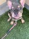 French Bulldog Puppies for sale in Lake Forest, CA, USA. price: $3,000