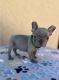 French Bulldog Puppies for sale in Sacramento, CA, USA. price: $2,300