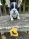 French Bulldog Puppies for sale in Stone Mountain, GA, USA. price: $2,000