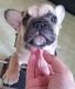 French Bulldog Puppies for sale in San Fernando, Pampanga, Philippines. price: 18,000 PHP