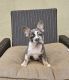 French Bulldog Puppies for sale in Costa Mesa, CA, USA. price: $2,000
