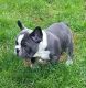 French Bulldog Puppies for sale in Jefferson, NC 28640, USA. price: $2,000