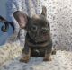 French Bulldog Puppies for sale in Santa Barbara, CA 93102, USA. price: $1,500