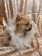 French Bulldog Puppies for sale in Edmonds, WA, USA. price: $4,750