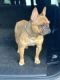 French Bulldog Puppies for sale in 2515 Piddler Dr, Spring, TX 77373, USA. price: $1,100