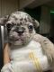 French Bulldog Puppies for sale in Perth Amboy, NJ, USA. price: $6,000