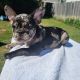 French Bulldog Puppies for sale in Raleigh, NC, USA. price: $3,000