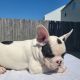 French Bulldog Puppies for sale in Raleigh, NC, USA. price: $2,800