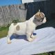 French Bulldog Puppies for sale in Raleigh, NC, USA. price: $2,800