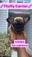 French Bulldog Puppies for sale in Columbus, OH, USA. price: $3,500