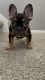 French Bulldog Puppies for sale in Tomball, TX 77375, USA. price: NA