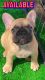 French Bulldog Puppies for sale in Hartsville, SC 29550, USA. price: $4,500