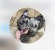 French Bulldog Puppies for sale in Fulshear, TX, USA. price: $2,500