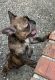 French Bulldog Puppies for sale in New Orleans, LA, USA. price: $1,700