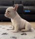 French Bulldog Puppies for sale in Hesperia, CA, USA. price: $3,000