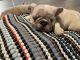 French Bulldog Puppies for sale in Allen, TX, USA. price: $5,000
