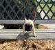 French Bulldog Puppies for sale in Defiance, OH 43512, USA. price: $1,500