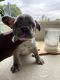 French Bulldog Puppies for sale in San Jose, CA, USA. price: $1,500