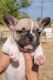 French Bulldog Puppies for sale in Temple, TX, USA. price: $2,600