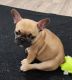 French Bulldog Puppies for sale in Temple, TX, USA. price: $2,300