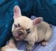 French Bulldog Puppies for sale in Temple, TX, USA. price: $2,600