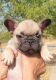 French Bulldog Puppies for sale in Temple, TX, USA. price: $2,300