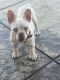 French Bulldog Puppies for sale in Palmdale, CA, USA. price: $4,000