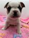 French Bulldog Puppies for sale in Sioux Falls, SD, USA. price: $650