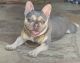 French Bulldog Puppies for sale in Chula Vista, CA, USA. price: $5,000