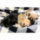 French Bulldog Puppies for sale in Hesperia, CA, USA. price: $2,000
