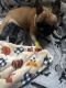 French Bulldog Puppies for sale in Myrtle Beach, SC, USA. price: $2,800