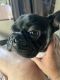 French Bulldog Puppies for sale in Dade City, FL, USA. price: $1,000