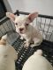 French Bulldog Puppies for sale in Hansen Hills, CA 91331, USA. price: $1,000