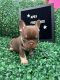 French Bulldog Puppies for sale in Louisville, KY, USA. price: $3,500