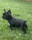 French Bulldog Puppies for sale in Yucaipa, CA, USA. price: $3,000
