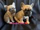 French Bulldog Puppies for sale in Victorville, CA, USA. price: $1,600