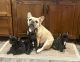 French Bulldog Puppies for sale in Arizona City, AZ 85123, USA. price: $3,500