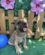 French Bulldog Puppies for sale in Willowbrook, IL, USA. price: $2,200