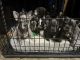 French Bulldog Puppies for sale in Moreno Valley, CA, USA. price: $3,500