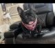 French Bulldog Puppies for sale in Lititz, PA 17543, USA. price: $2,500
