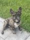 French Bulldog Puppies for sale in League City, TX, USA. price: $3,500