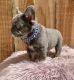 French Bulldog Puppies for sale in 20140 Roscoe Blvd, Winnetka, CA 91306, USA. price: $4,500