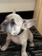 French Bulldog Puppies for sale in St. Augustine, FL, USA. price: $2,800
