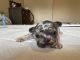 French Bulldog Puppies for sale in Norco, CA, USA. price: $3,800