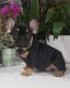 French Bulldog Puppies for sale in Modesto, CA, USA. price: $7,500