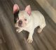 French Bulldog Puppies for sale in Corona, CA, USA. price: $1,000